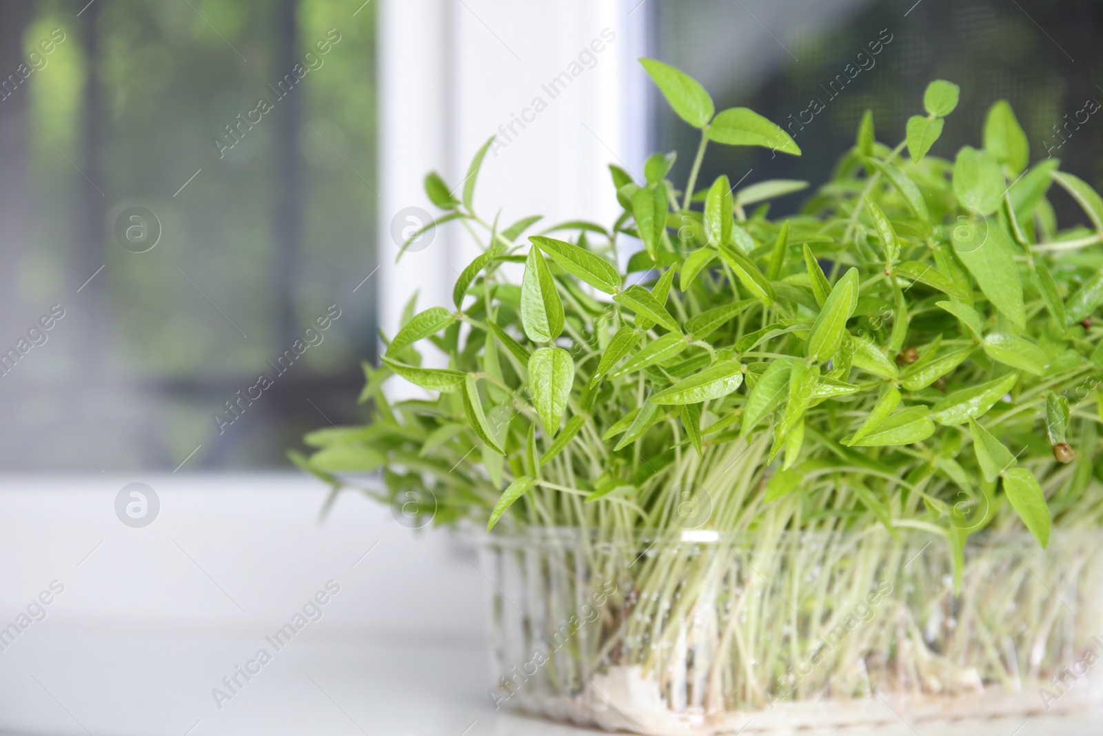 Photo of Mung bean sprouts in plastic container indoors, space for text