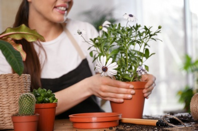 Photo of Young woman taking care of potted plants at home, closeup