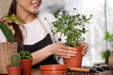 Young woman taking care of potted plants at home, closeup