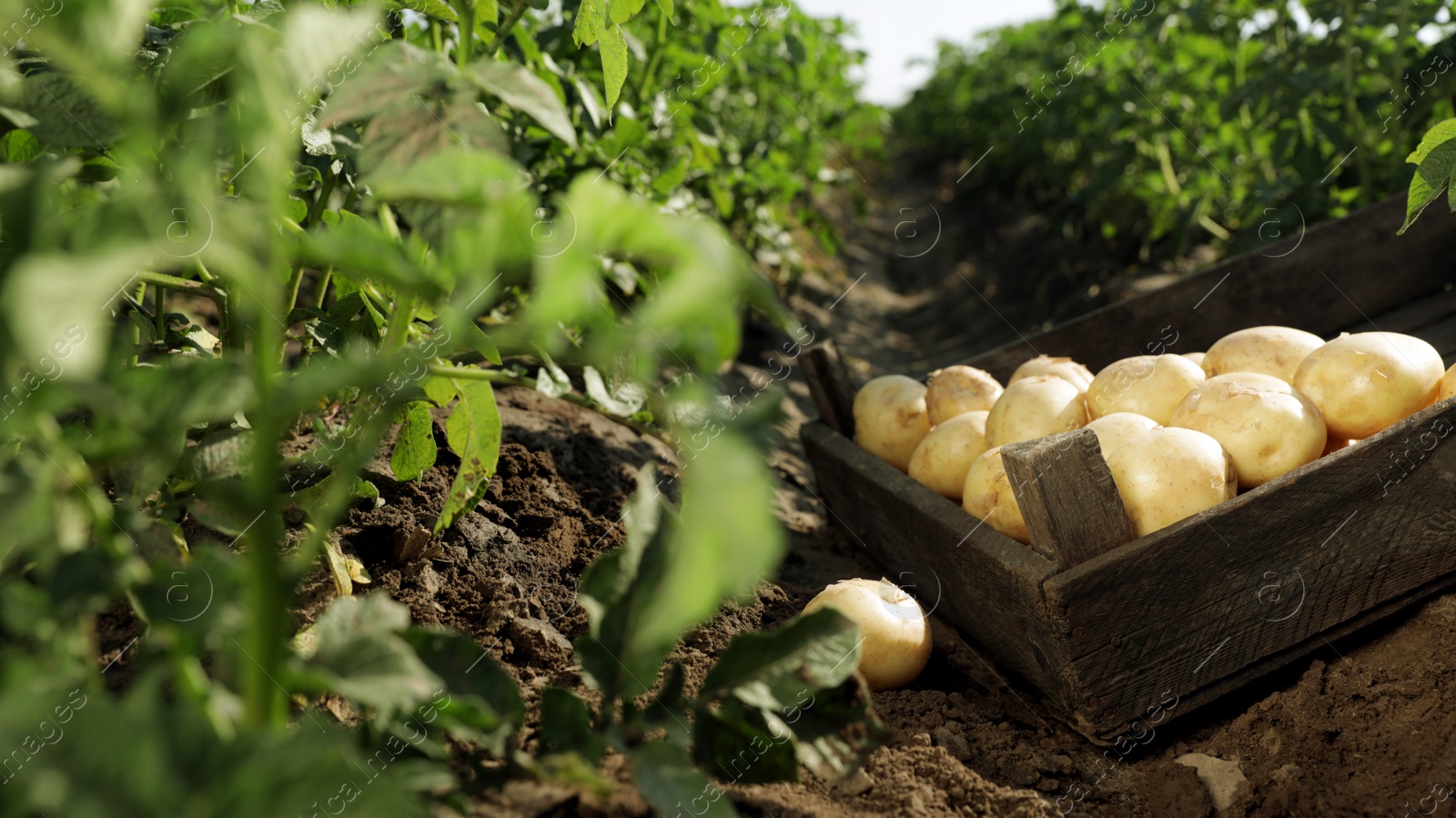 Photo of Wooden crate with raw potatoes in field