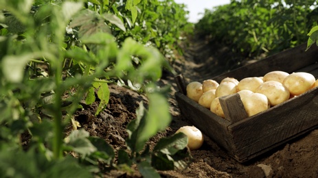 Wooden crate with raw potatoes in field