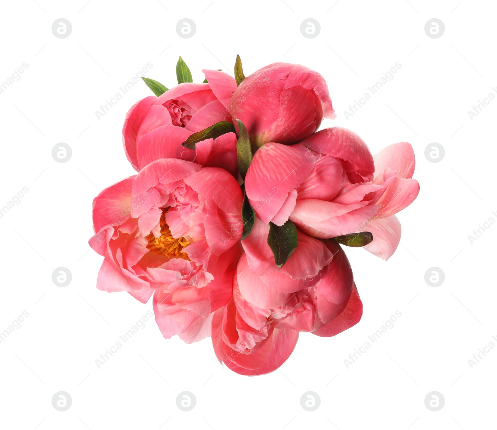 Photo of Beautiful pink peony bouquet isolated on white