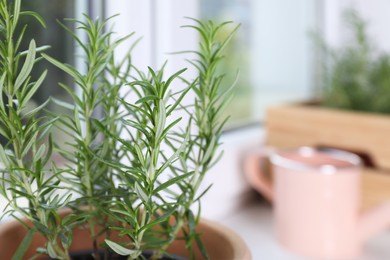 Photo of Beautiful green potted rosemary on windowsill indoors, closeup. Space for text