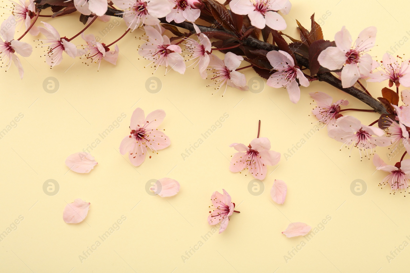 Photo of Spring tree branch with beautiful blossoms, flowers and petals on yellow background, flat lay