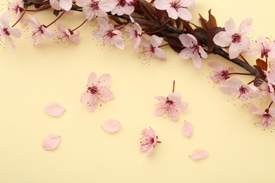 Spring tree branch with beautiful blossoms, flowers and petals on yellow background, flat lay