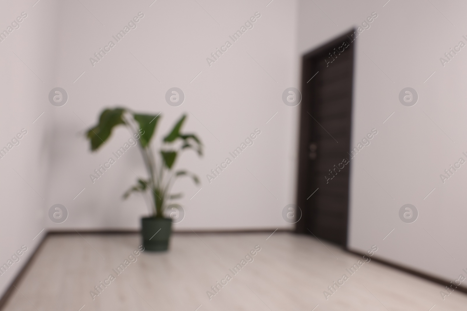 Photo of Blurred view of new empty room with potted houseplant