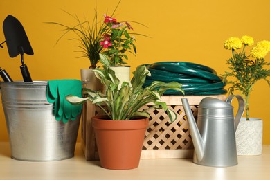 Photo of Beautiful plants and gardening tools on wooden table against orange background