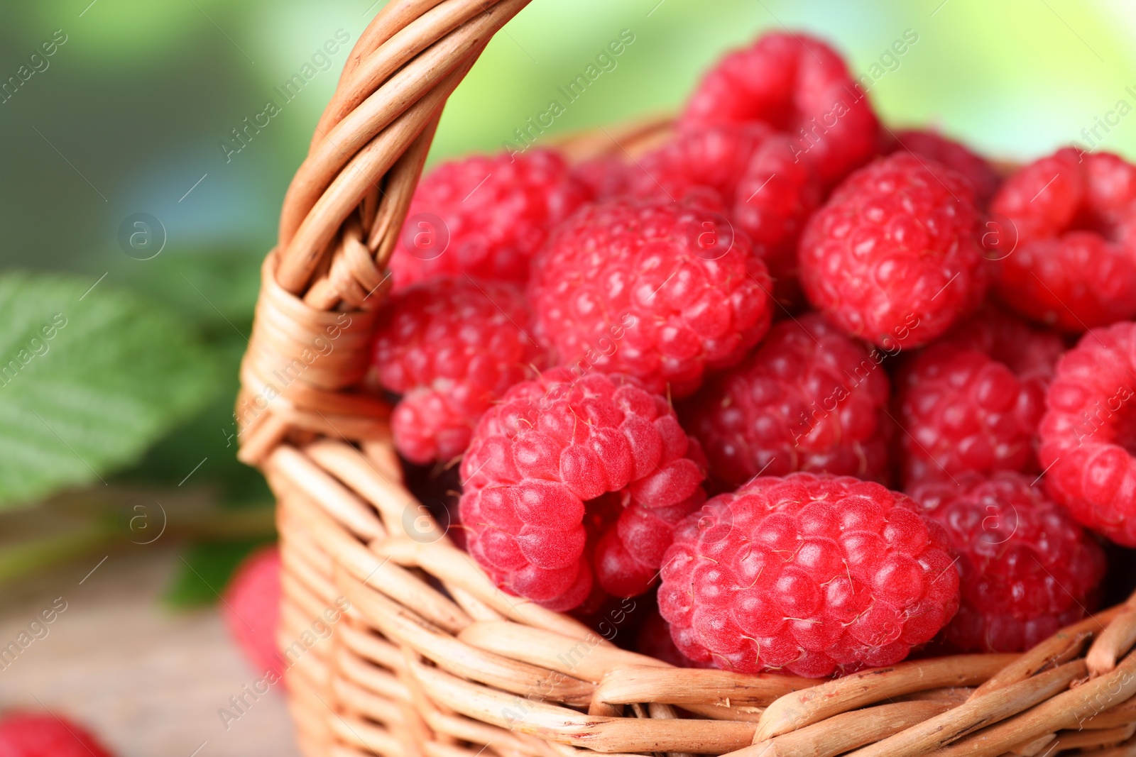 Photo of Tasty ripe raspberries and green leaves in wicker basket, closeup