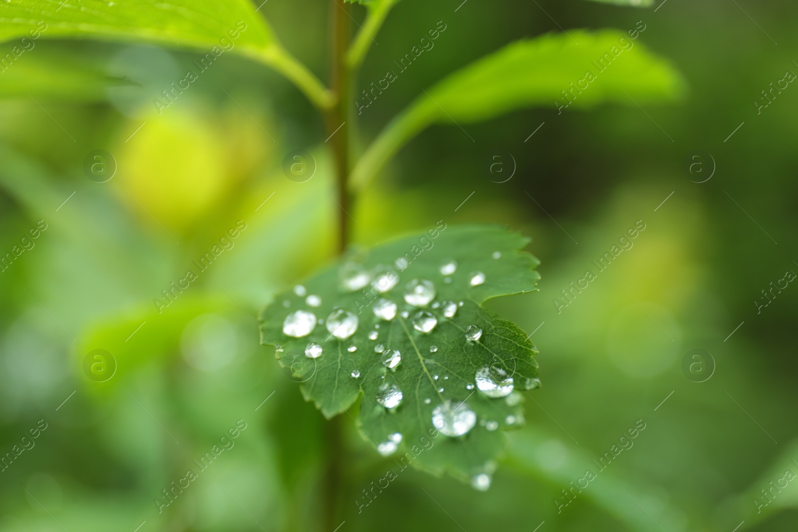 Photo of Green plant with wet foliage outdoors on rainy day, closeup