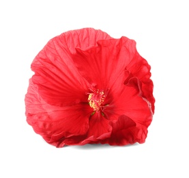 Photo of Beautiful red hibiscus flower on white background