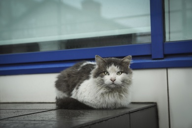 Photo of Stray cat sitting on city street. Homeless pet