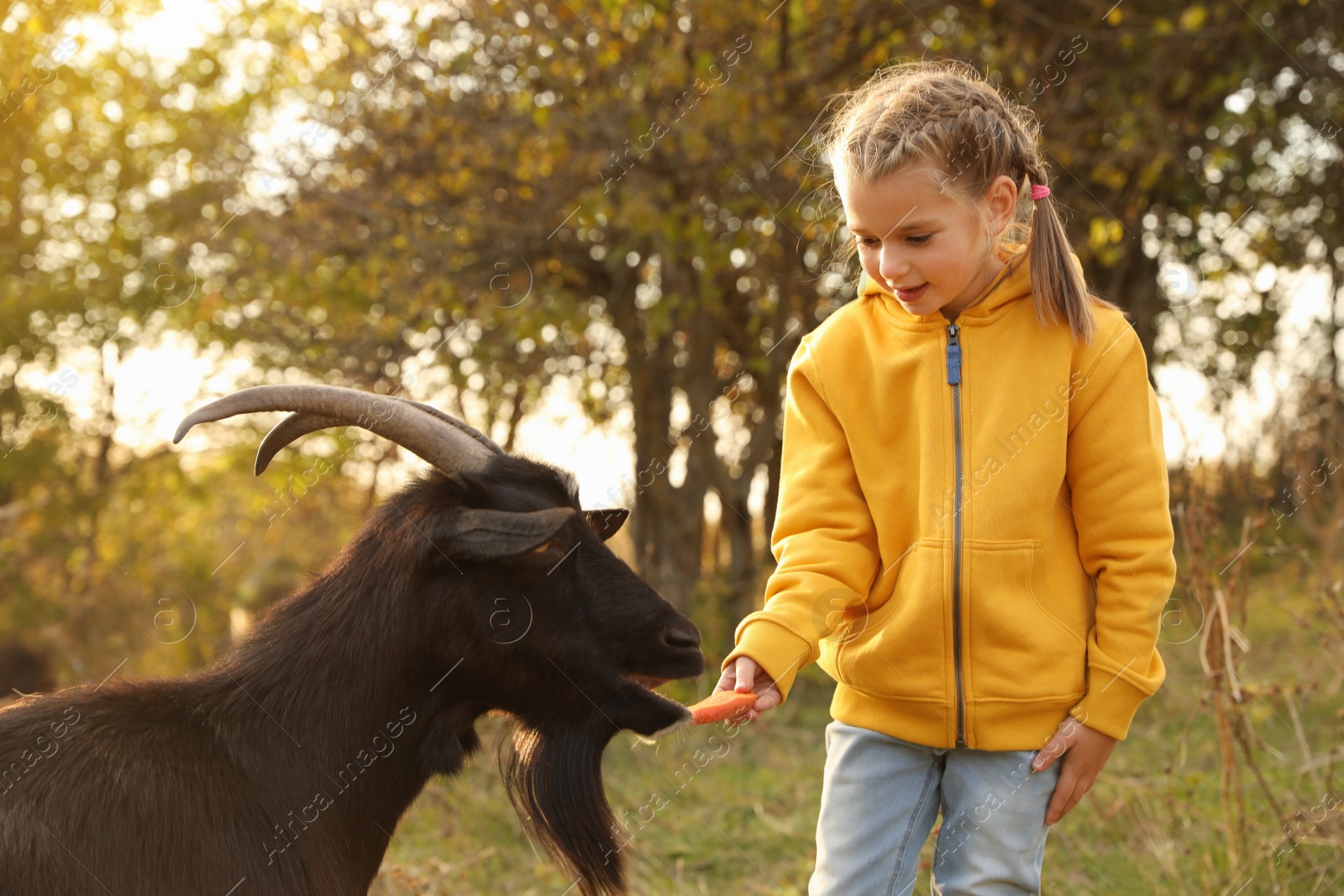 Photo of Farm animal. Cute little girl feeding goat on pasture