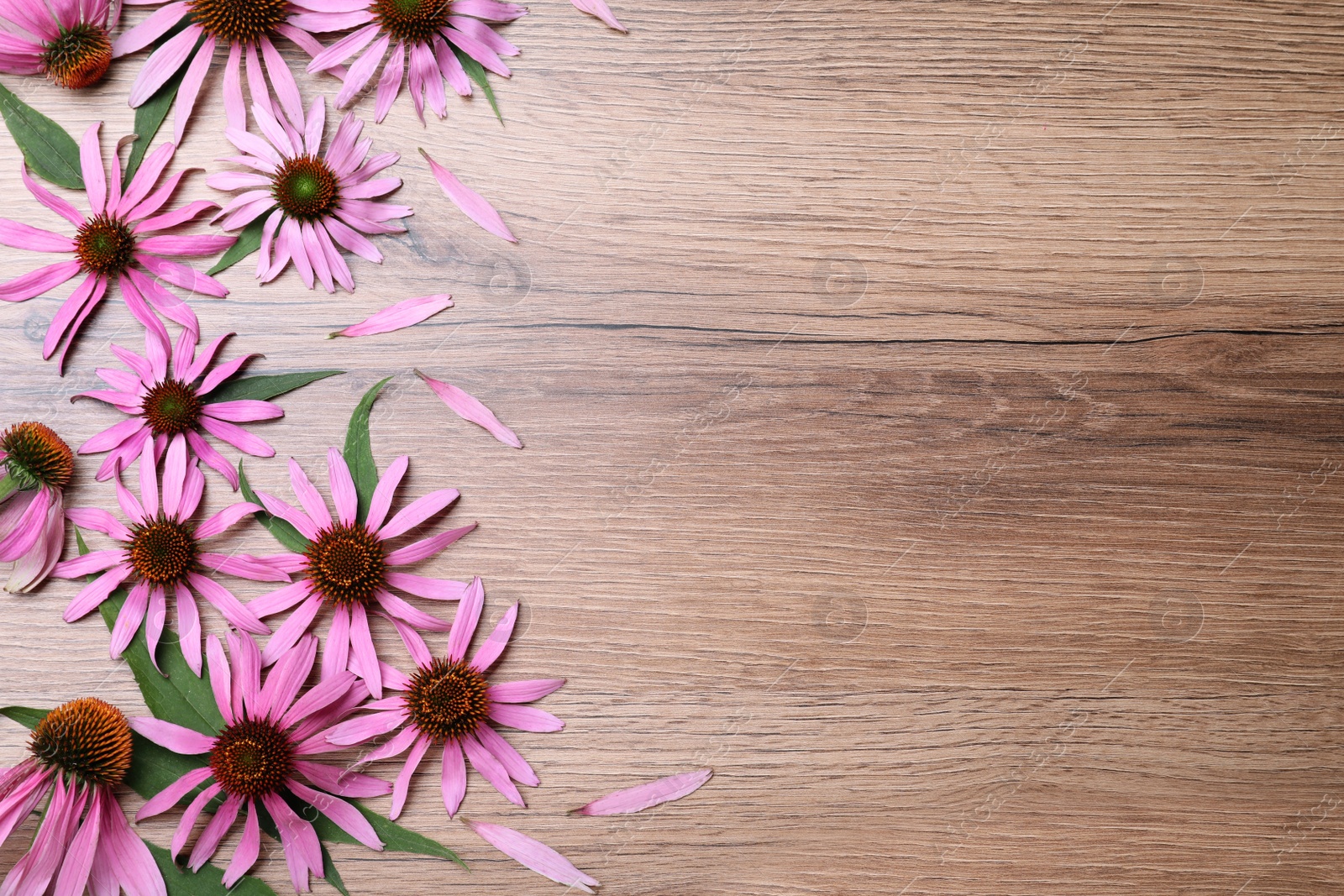 Photo of Beautiful echinacea flowers on wooden table, flat lay. Space for text