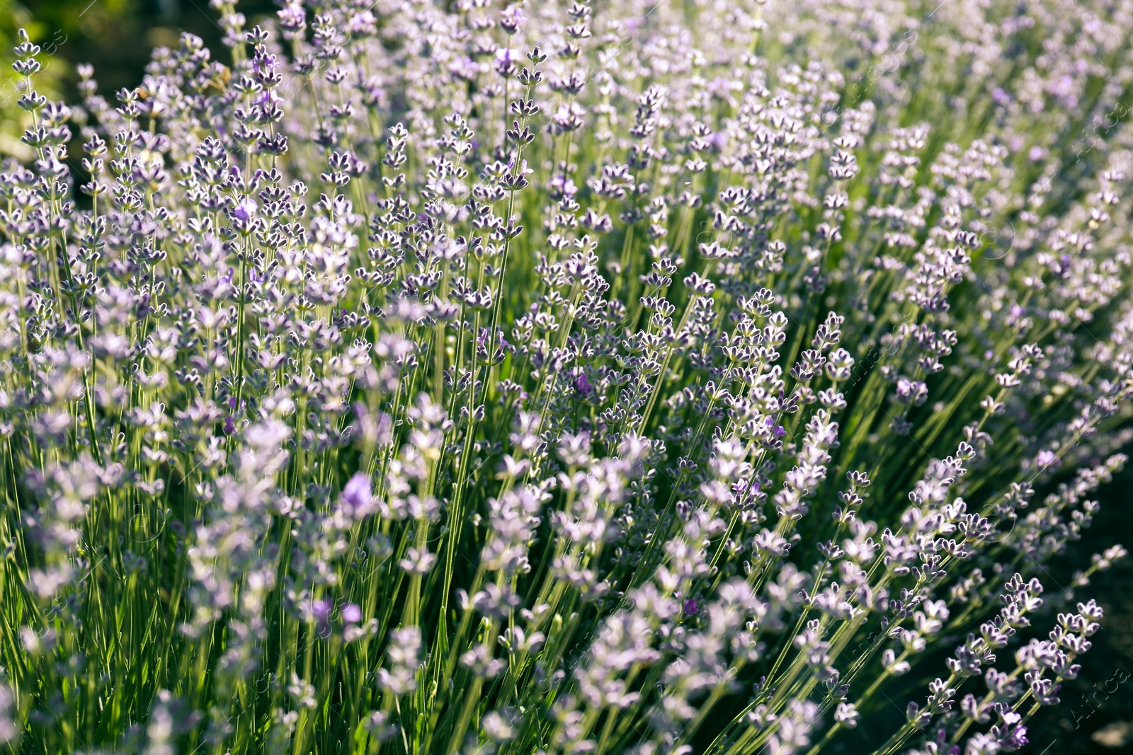 Photo of Beautiful lavender flowers growing in field, closeup