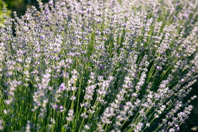 Photo of Beautiful lavender flowers growing in field, closeup