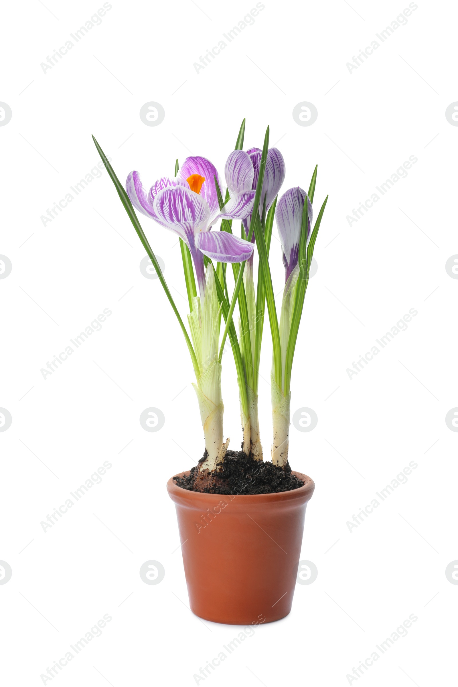 Photo of Beautiful potted crocus flowers isolated on white