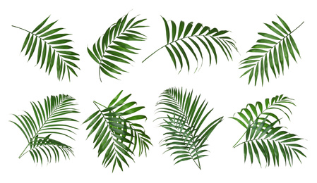 Image of Set of tropical leaves on white background