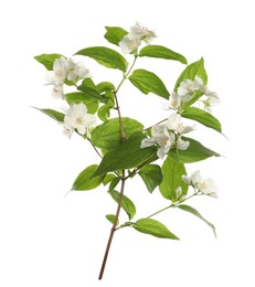 Photo of Branch of beautiful jasmine plant on white background