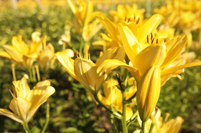 Photo of Beautiful yellow lilies in blooming field on summer day