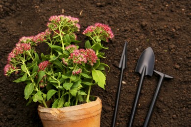 Photo of Gardening tools and flowers on fresh soil, flat lay