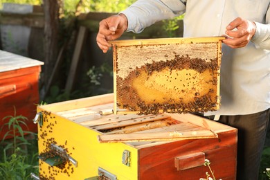 Photo of Beekeeper taking frame from hive at apiary, closeup
