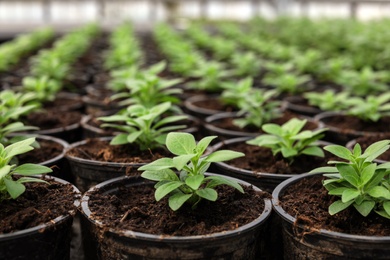 Photo of Many pots with soil and fresh growing seedlings in greenhouse, closeup
