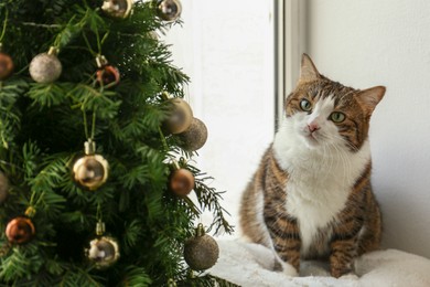 Photo of Cute cat on window sill looking at Christmas tree at home. Funny pet