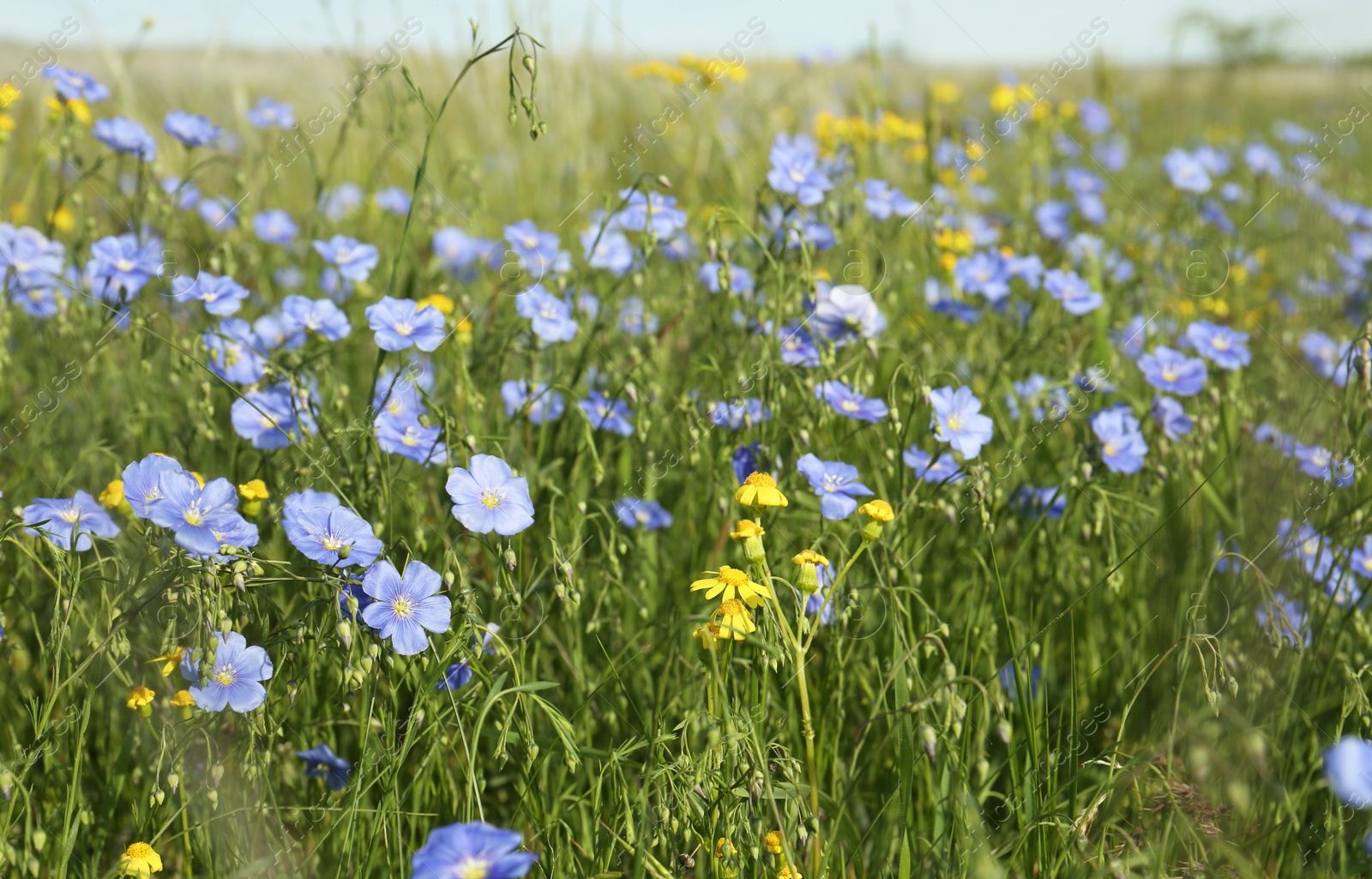 Photo of Beautiful flowers growing in meadow on sunny day