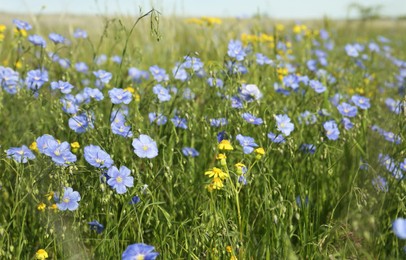 Beautiful flowers growing in meadow on sunny day