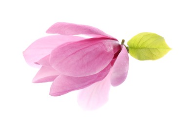 Beautiful pink magnolia flower isolated on white