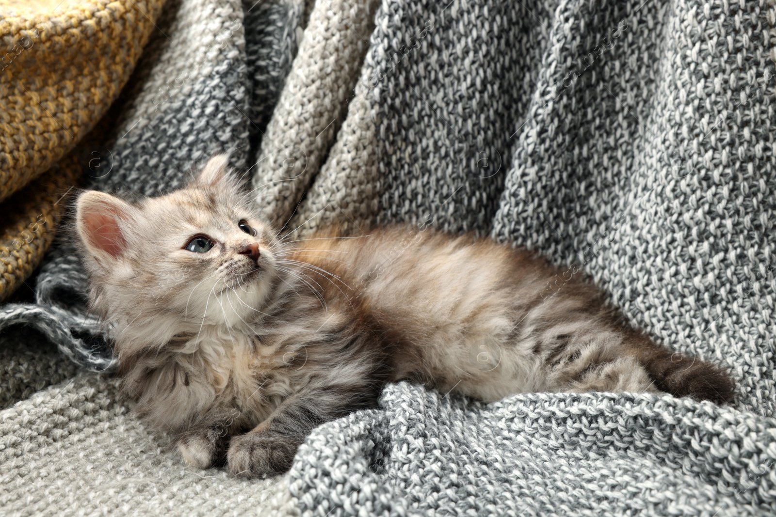 Photo of Cute kitten on knitted blanket. Baby animal