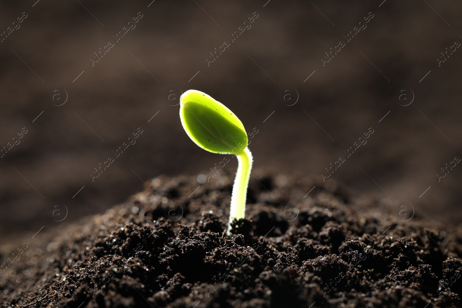 Photo of Little green seedling growing in soil, closeup