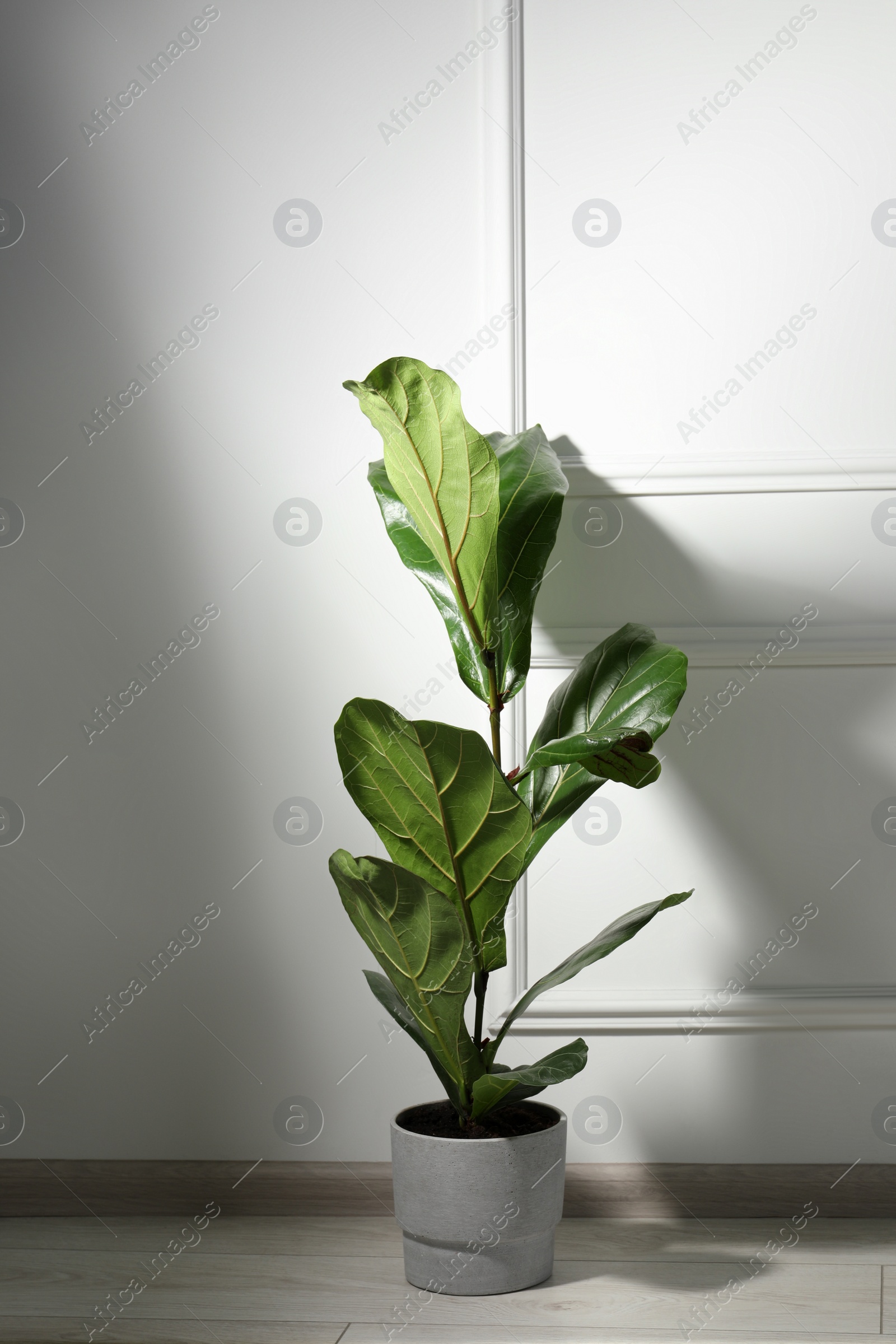 Photo of Potted ficus on floor near white wall indoors. Beautiful houseplant