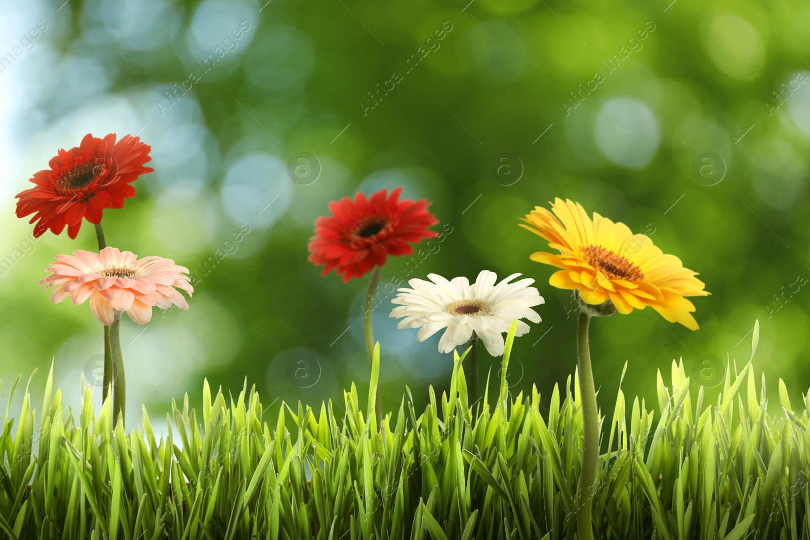 Image of Beautiful colorful gerbera flowers among green grass outdoors on sunny day, bokeh effect