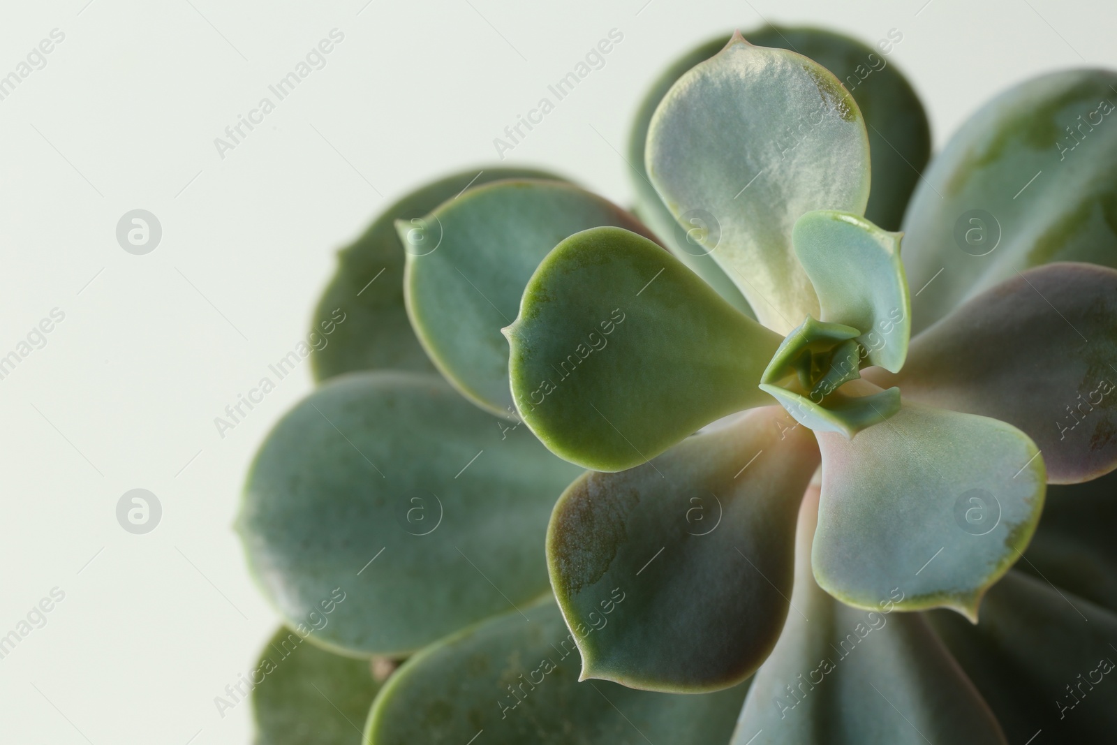 Photo of Beautiful echeveria on white background, closeup. Succulent plant
