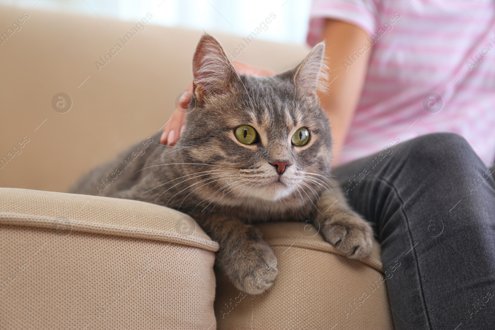 Photo of Young woman and cute gray tabby cat on couch indoors, closeup. Lovely pet