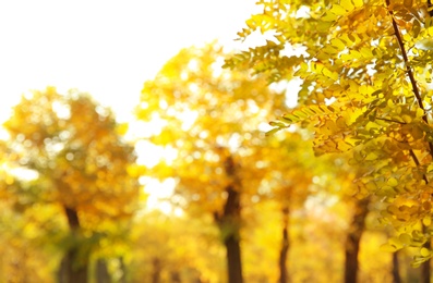 Tree in park, focus on autumn leaves. Space for text