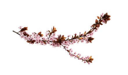 Cherry tree branch with beautiful pink blossoms isolated on white