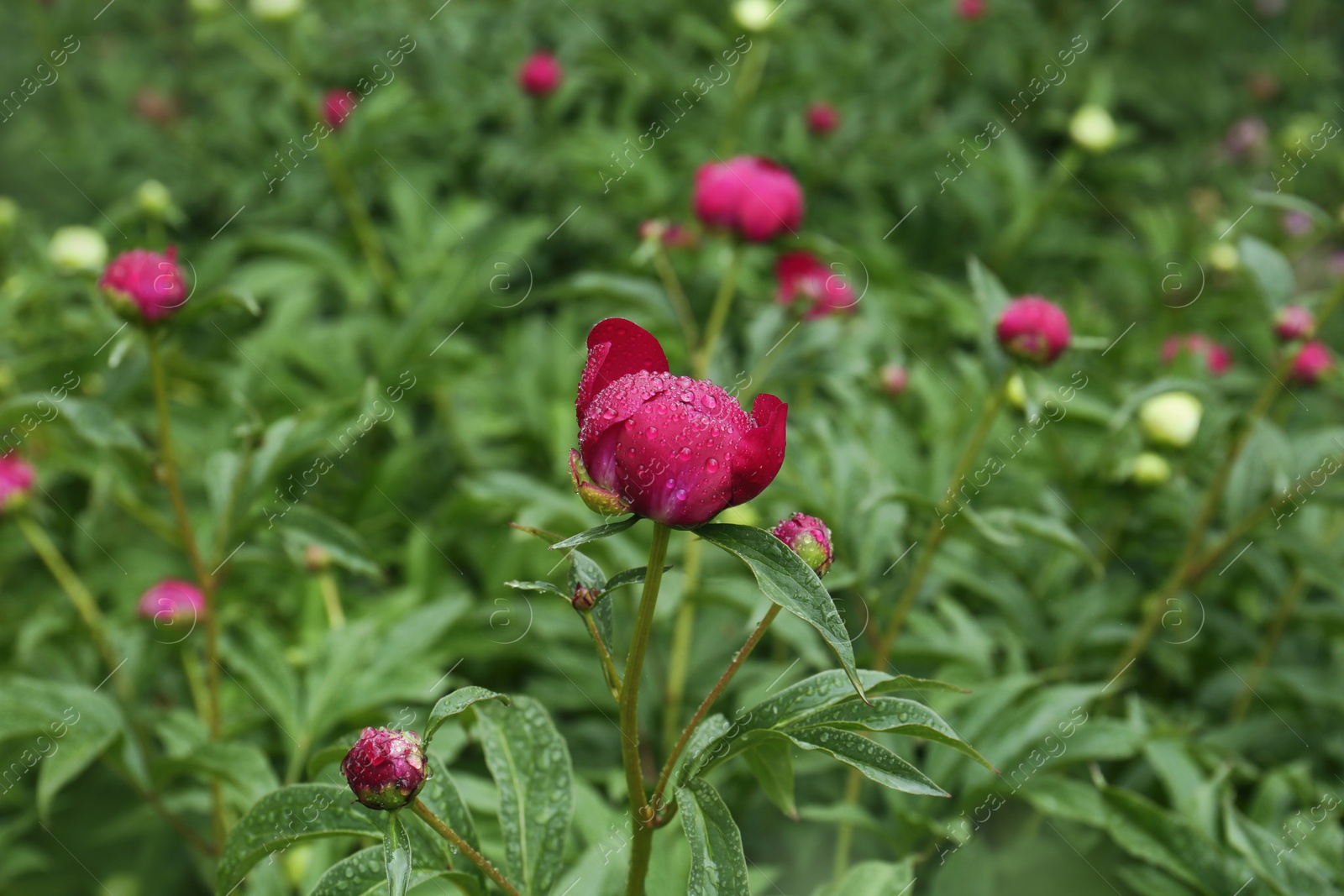 Photo of Beautiful red peony bud with dew drops in garden