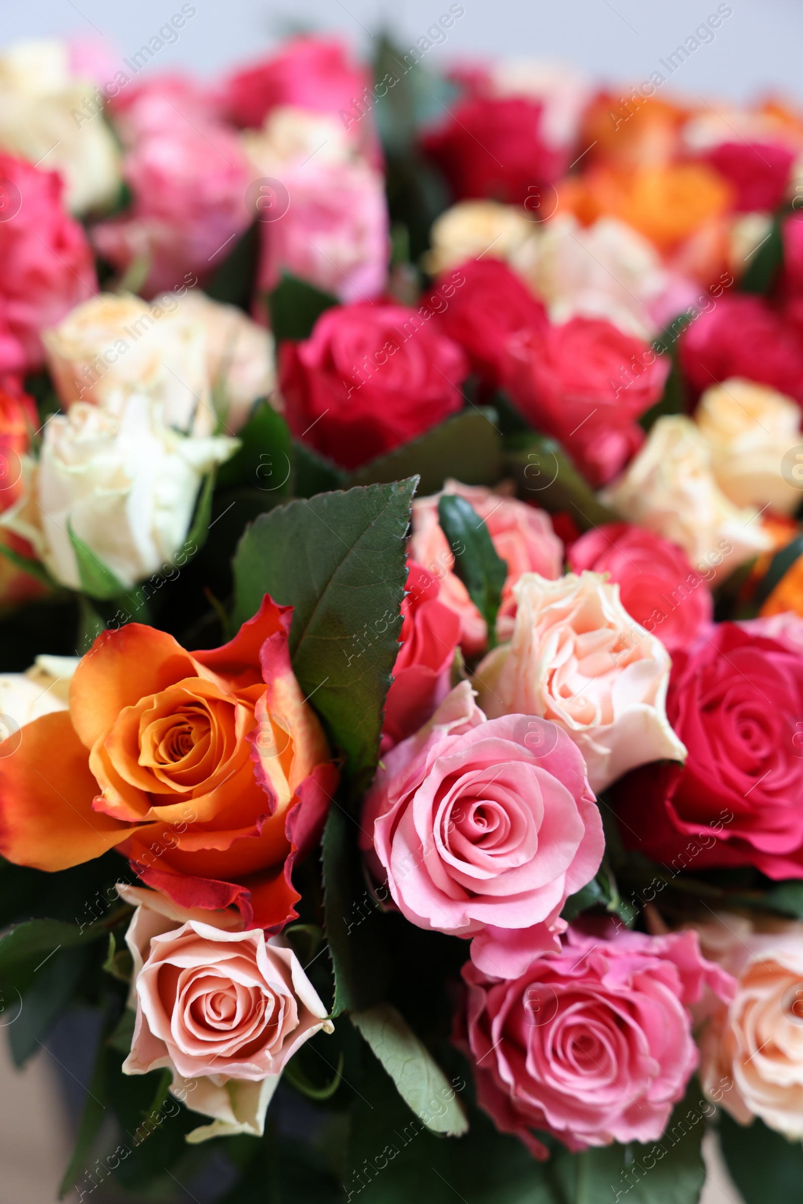 Photo of Bouquet of beautiful roses on light background, closeup