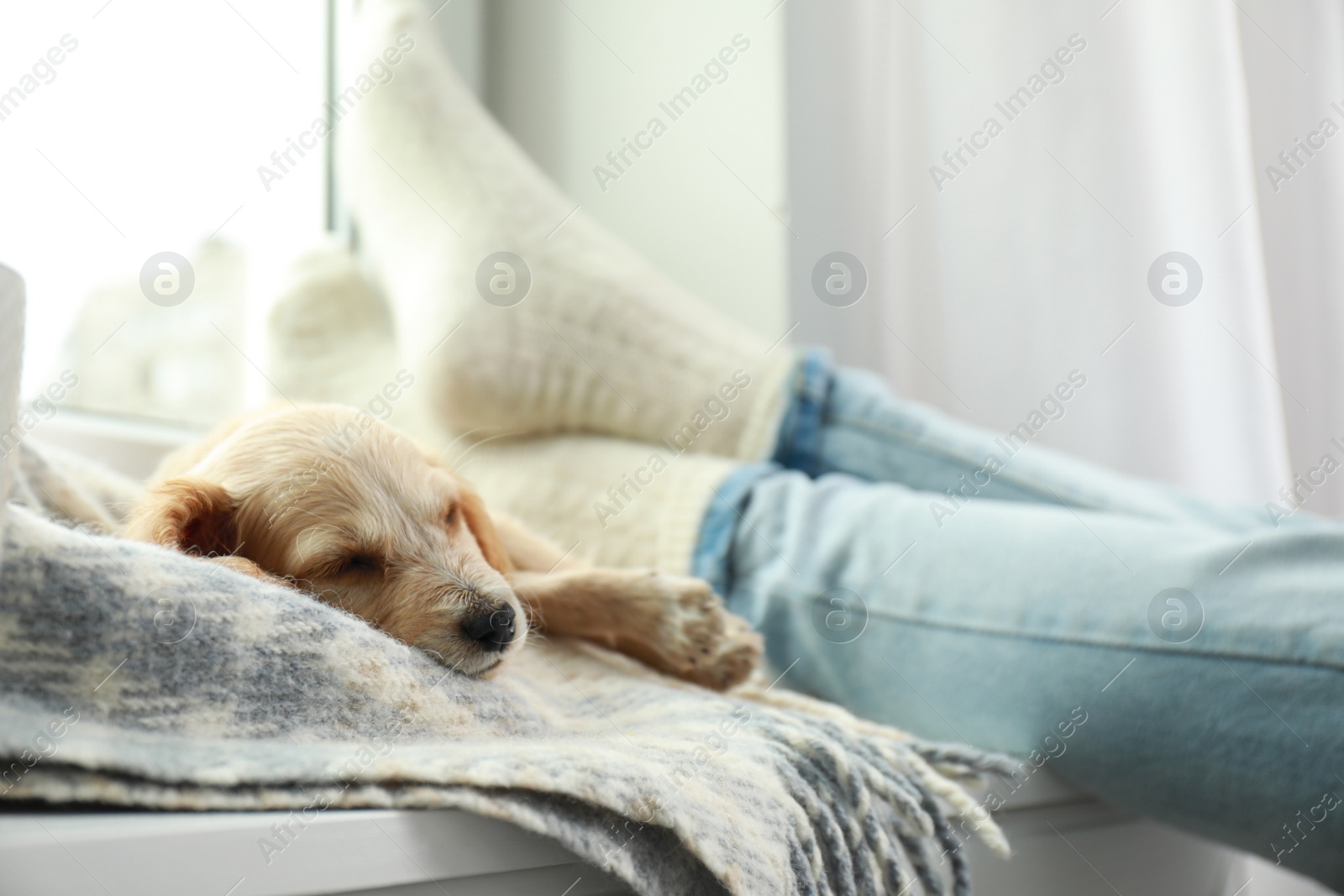 Photo of Cute English Cocker Spaniel puppy sleeping on blanket near owner indoors