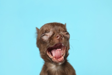 Photo of Cute small Chihuahua dog yawning on light blue background