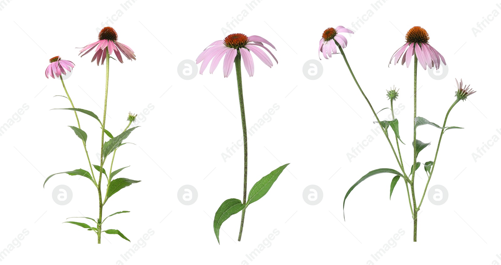 Image of Set with beautiful echinacea flowers on white background 