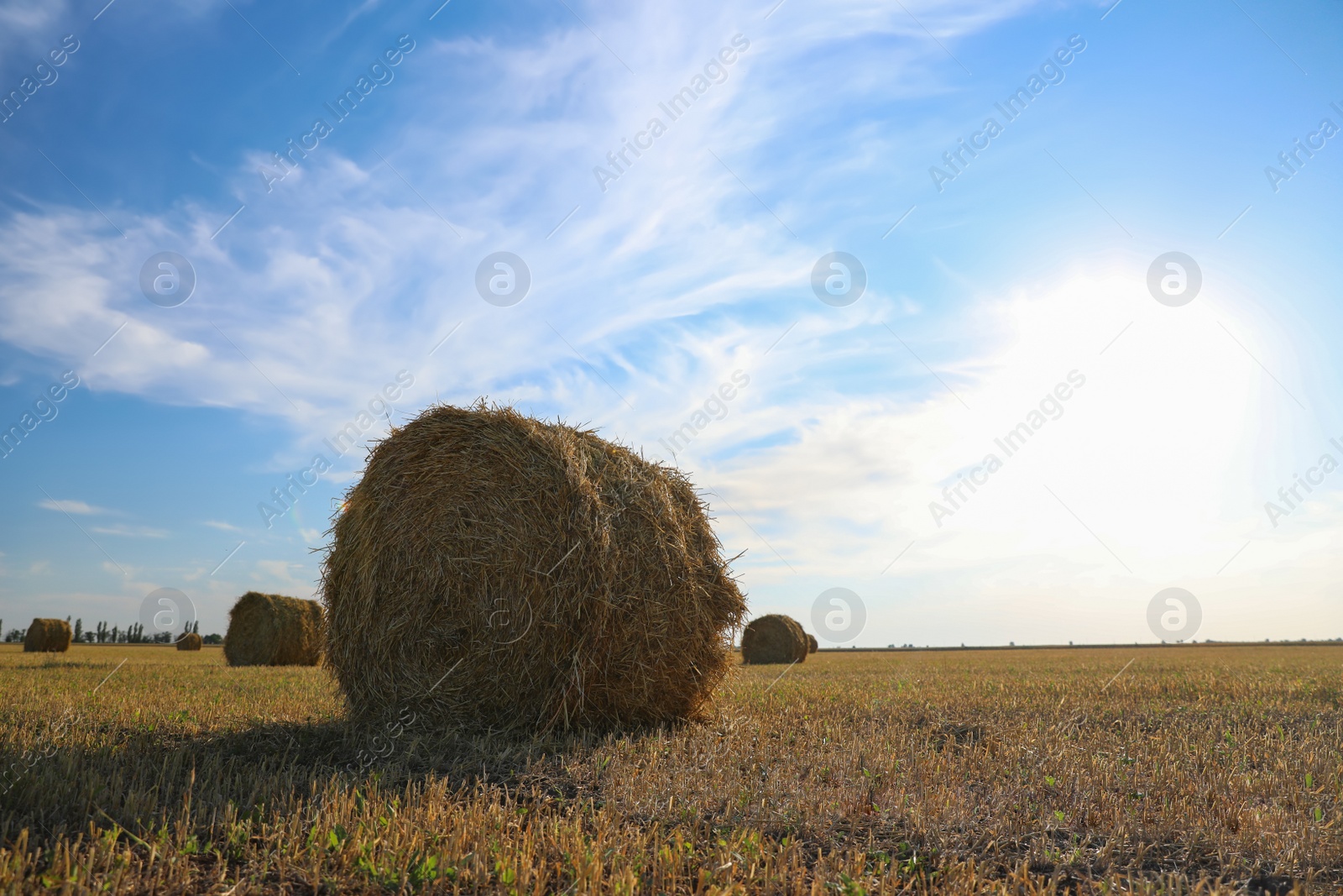 Photo of Round rolled hay bales in agricultural field on sunny day