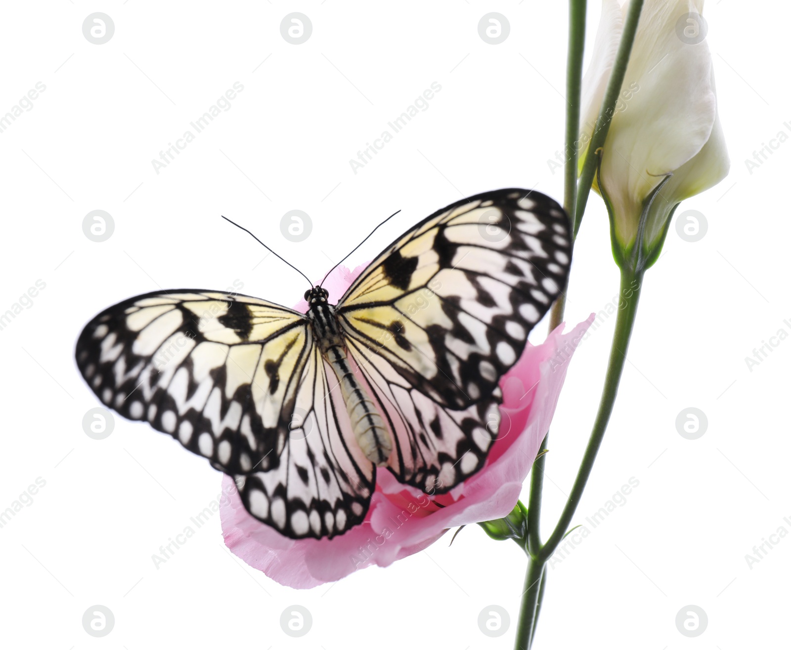 Photo of Beautiful rice paper butterfly sitting on eustoma flower against white background