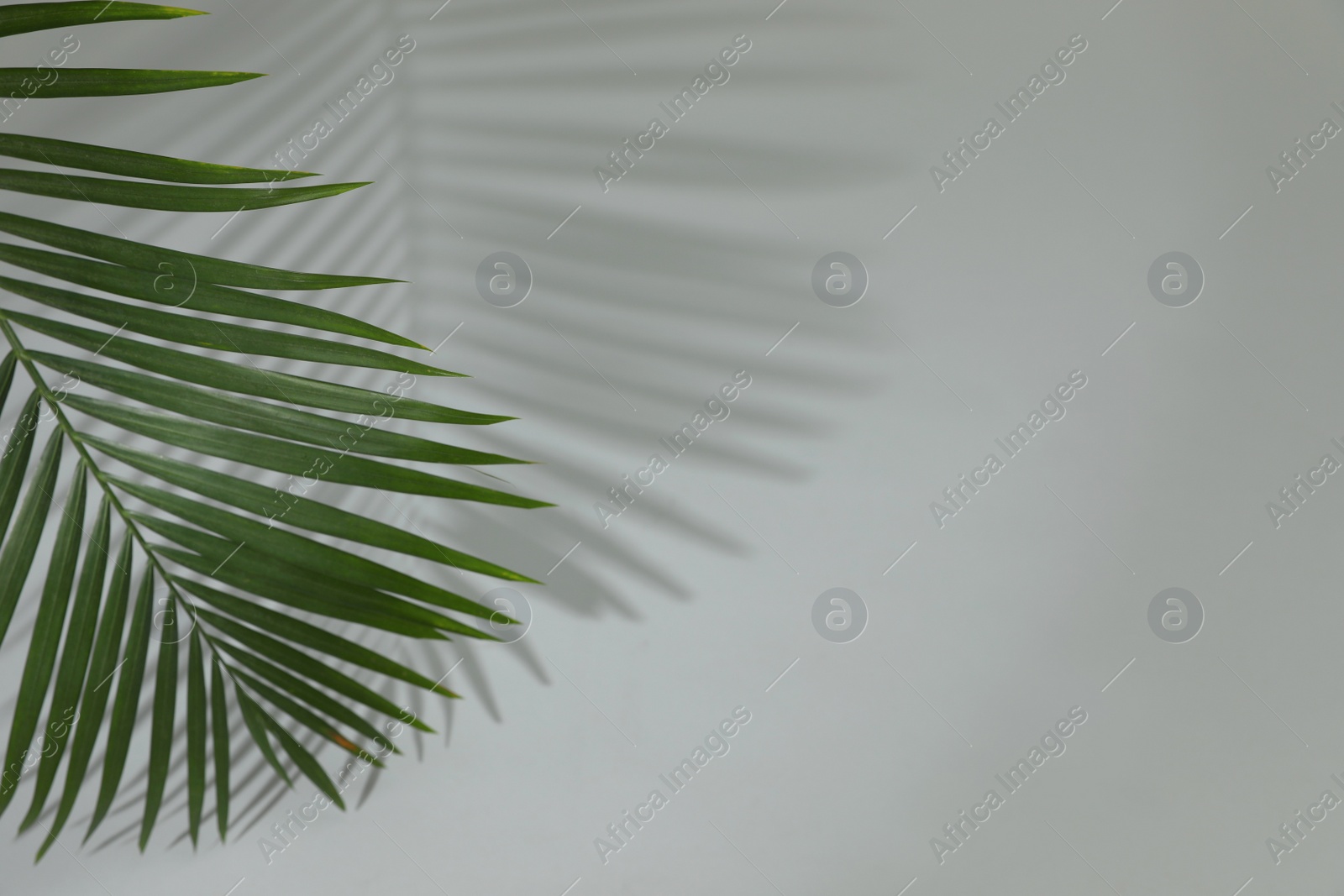 Photo of Shadow cast by tropical palm leaf on grey background, space for text