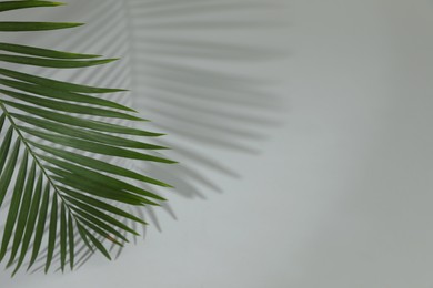 Shadow cast by tropical palm leaf on grey background, space for text