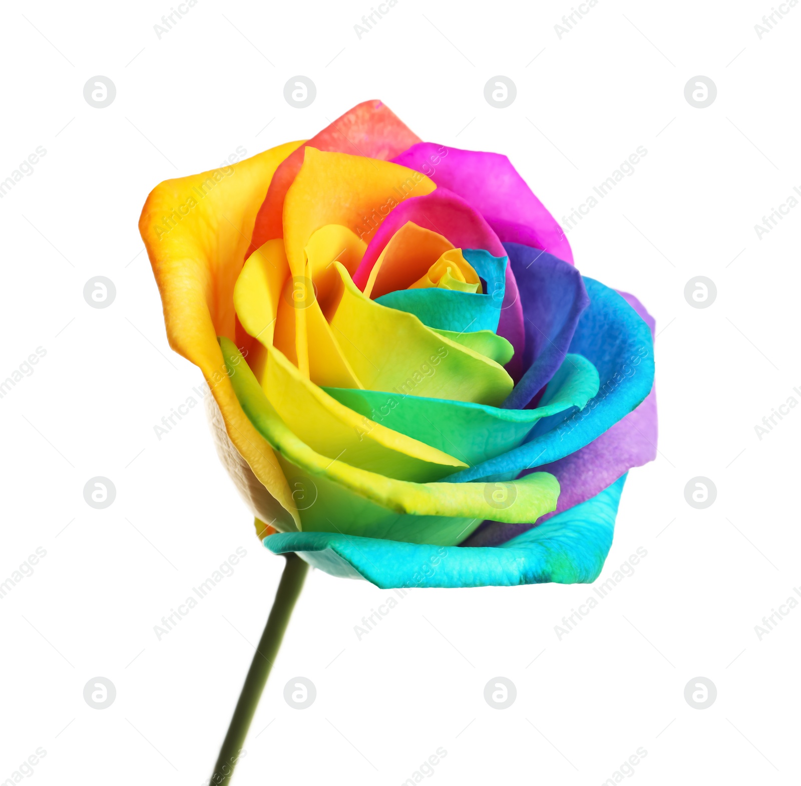 Photo of Amazing rainbow rose flower on white background