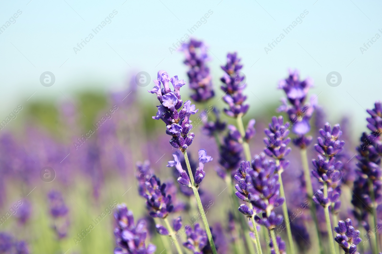 Photo of Beautiful blooming lavender growing in field, closeup. Space for text