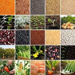 Collage with different photos of vegetables, legumes and seeds. Vegan lifestyle